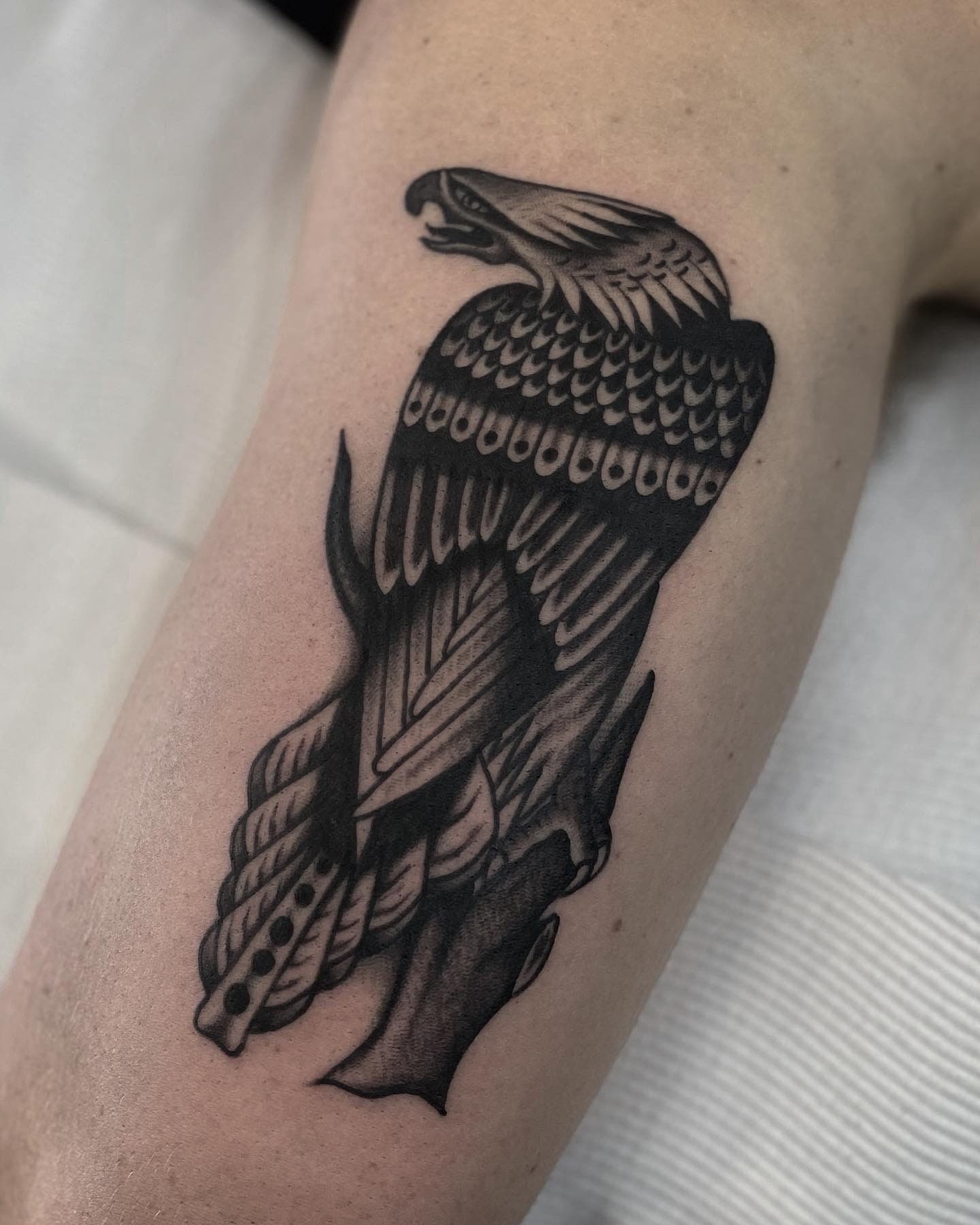 Black and grey traditional eagle perched on a branch with folded wings